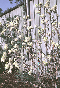 Picture of Fothergilla major 'Huntsman'