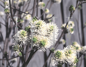 Picture of Fothergilla major 'Huntsman'