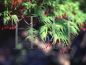 Picture of Acer palmatum (Dissectum Group) 'Seiryu'