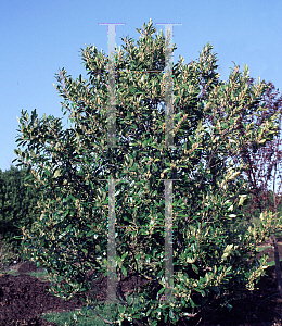 Picture of Prunus caroliniana 'Compacta'
