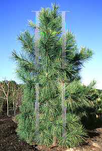 Picture of Pinus taeda 