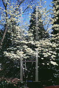 Picture of Cornus florida 'Barton'