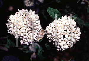 Picture of Viburnum x 'Chesapeake'