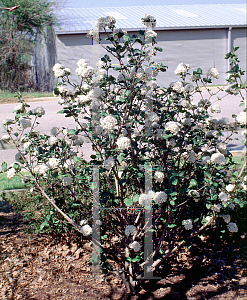 Picture of Viburnum x 'Chesapeake'