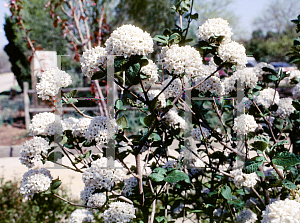 Picture of Viburnum x 'Chesapeake'