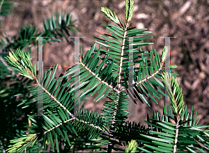 Picture of Abies firma '~Species'