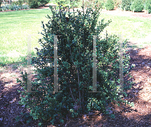 Picture of Buxus sempervirens 'Myosotidifolia'