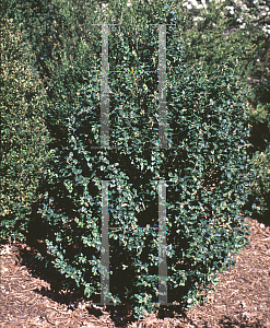 Picture of Buxus sempervirens 'Latifolia Macrophylla'