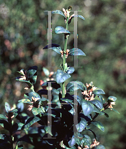 Picture of Buxus sempervirens 'Latifolia Macrophylla'