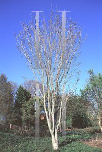 Picture of Acer cissifolium 