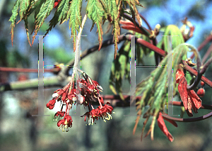 Picture of Acer japonicum 'Acontifolium'