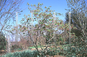 Picture of Acer japonicum 'Acontifolium'