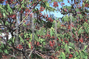 Picture of Acer japonicum 'Acontifolium'