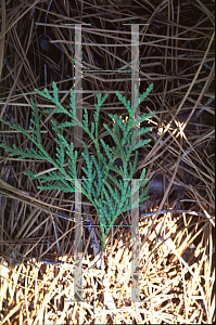 Picture of Thuja koraiensis 