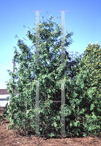 Picture of Thuja koraiensis 