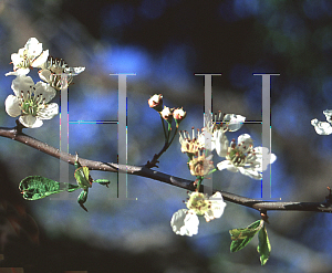 Picture of Crataegus aestivalis 