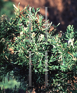 Picture of Juniperus chinensis 'Torulosa Variegata'