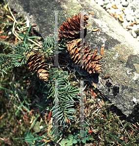 Picture of Picea glauca 