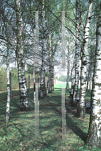 Picture of Betula pendula 