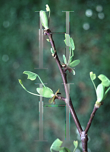 Picture of Liriodendron tulipifera 