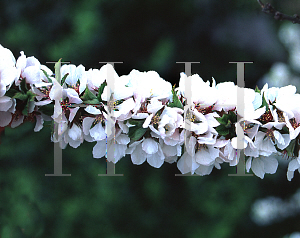 Picture of Prunus tomentosa 