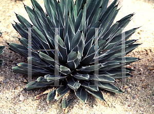 Picture of Agave victoriae-reginae 