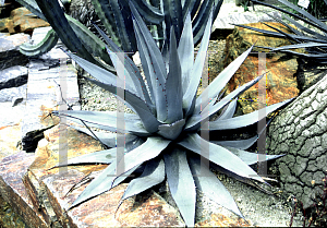 Picture of Agave sebastiana '~Species'