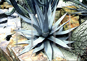 Picture of Agave sebastiana 