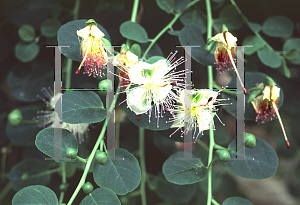 Picture of Capparis spinosa 