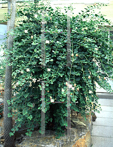 Picture of Capparis spinosa 