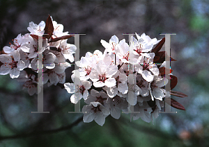 Picture of Prunus cerasifera 'Atropurpurea'