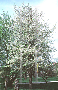 Picture of Prunus avium 