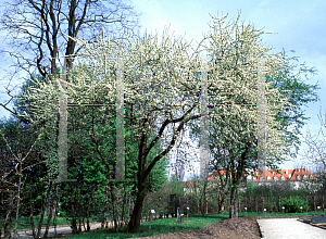 Picture of Prunus spinosa 