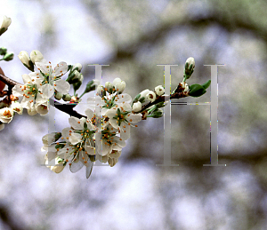 Picture of Prunus spinosa 