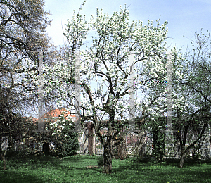 Picture of Pyrus cordata 