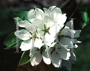 Picture of Pyrus cordata 