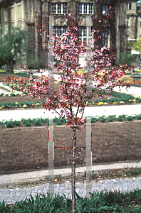 Picture of Prunus nipponica 