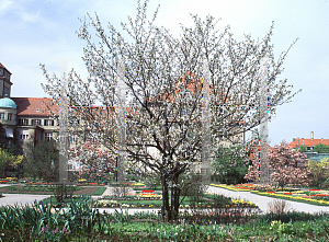 Picture of Prunus subhirtella 