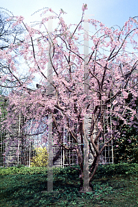 Picture of Prunus subhirtella 'Pendula'