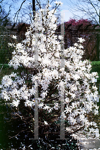 Picture of Magnolia stellata 