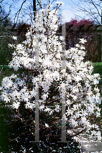 Picture of Magnolia stellata 