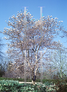 Picture of Magnolia stellata 