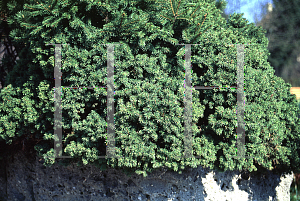 Picture of Picea abies 'Echiniformis'