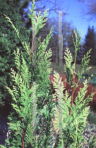 Picture of Chamaecyparis lawsoniana 'Yvonne'