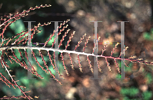 Picture of Cotoneaster horizontalis 