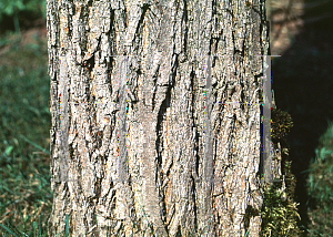 Picture of Robinia neomexicana 