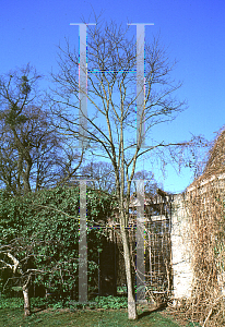 Picture of Robinia neomexicana 