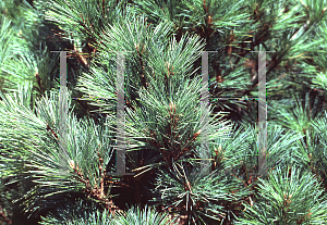 Picture of Pinus strobus 'Radiata'