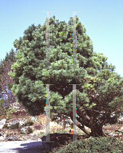 Picture of Pinus strobus 'Radiata'