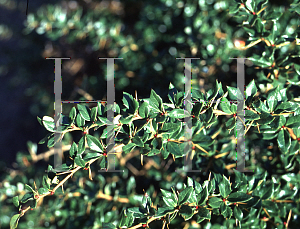 Picture of Berberis verruculosa 